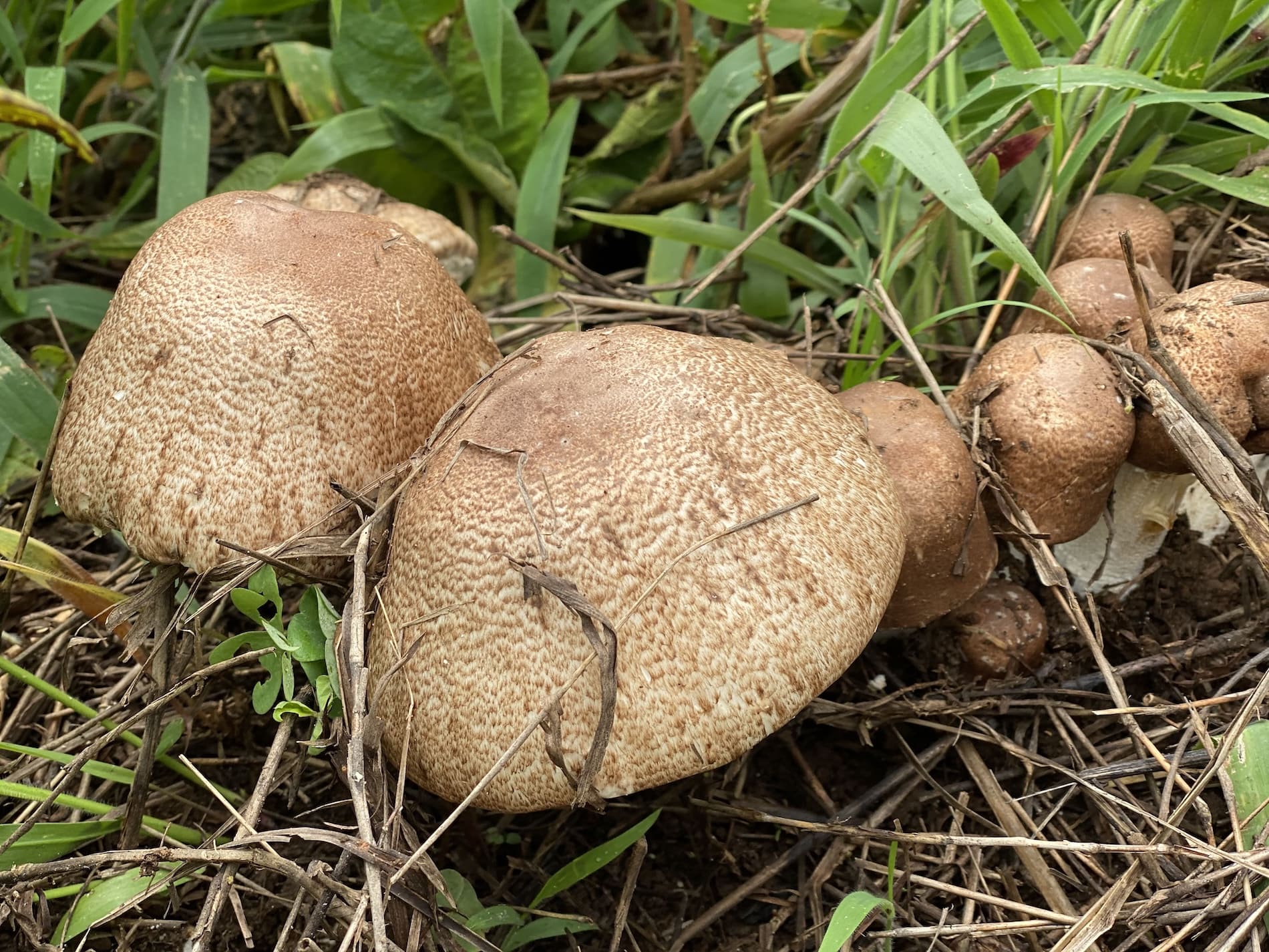 Agaricus blazei