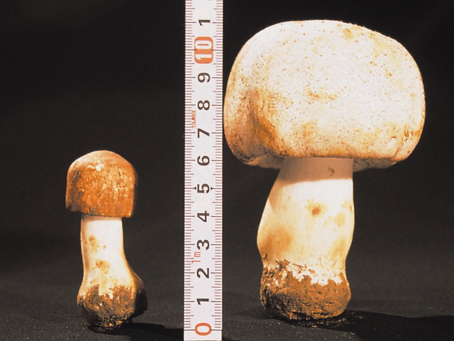 Left: greenhouse, Right: King Agaricus KA21