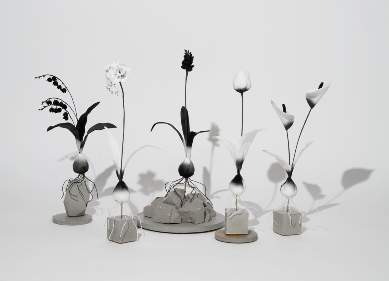 ROOTS Collection