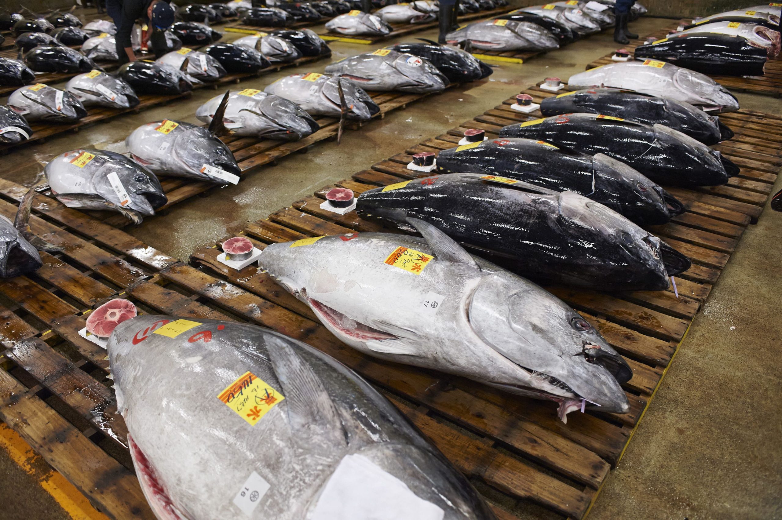 Expert selection of tuna