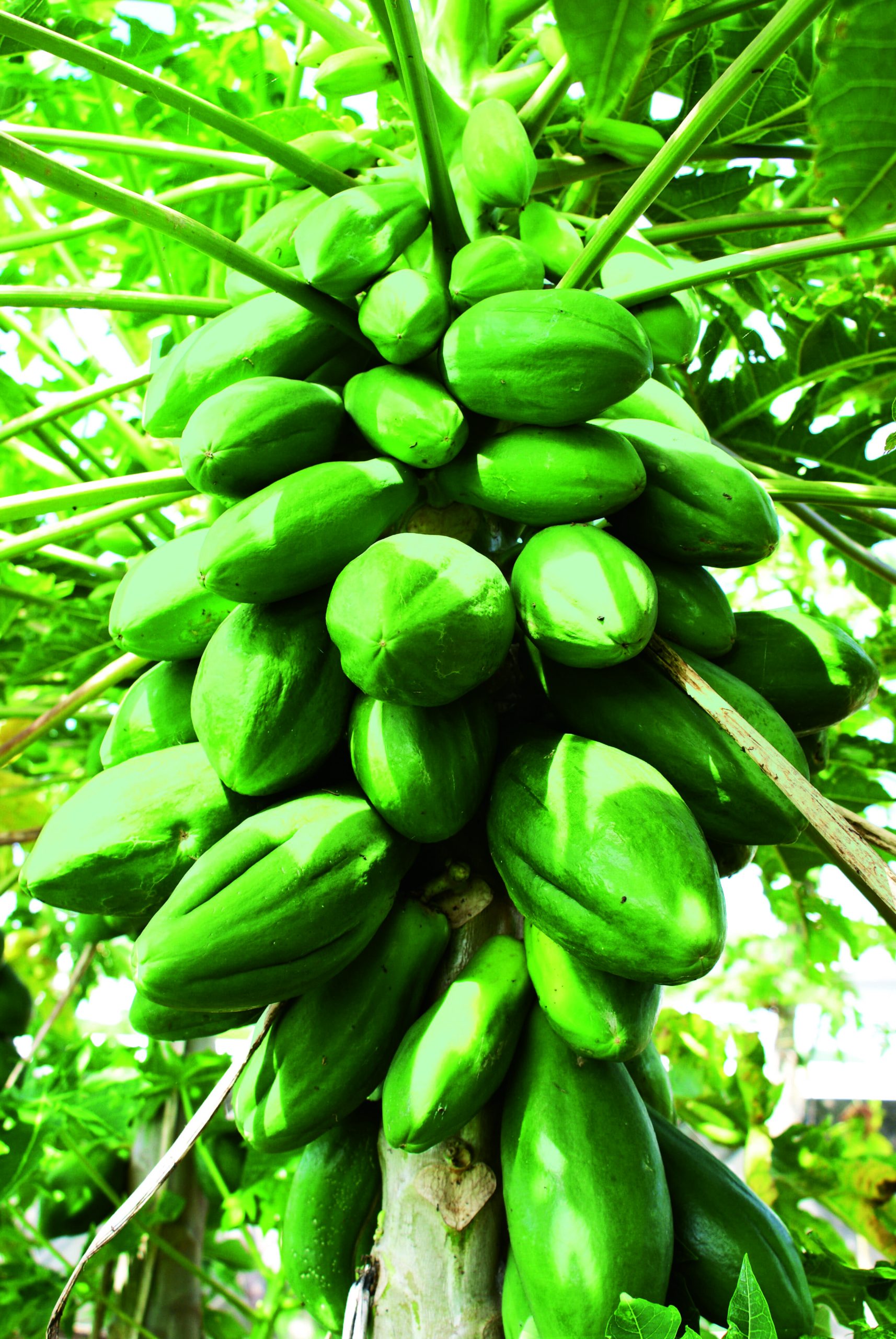 Papawash is formulated with our proprietary papain enzyme